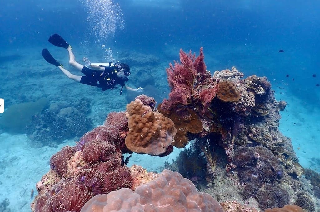 diver close to a giant coral reef in Thailand.