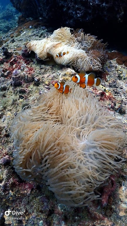 phi-phi-cabana-diving-fun-diving-alt little fishes same as the Nemo from the movies.
