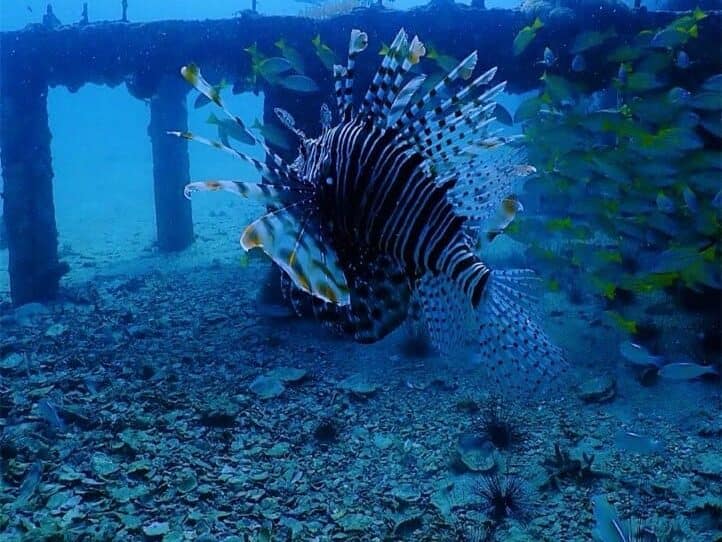 a huge white and brow fish swimming around of the wreck dive in koh phi phi siland