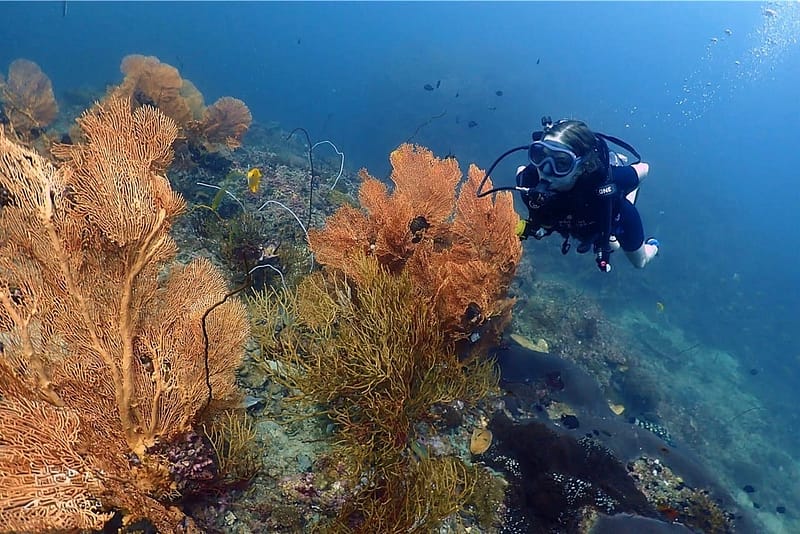 phi-phi-cabana-diving-home-about-us-2 Someone scuba diving for the first time with a huge and beautiful coral on the image, exploring the underwater of Phi Phi island