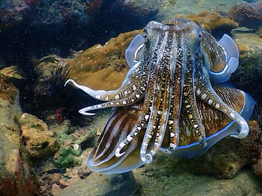 A giant close shot of a cuttlefish, brown color, and corals on the background. 